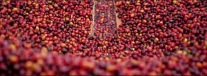 Spring Allocation 2022 | Moon Gesha by Elias and Shady Bayter press-coffee-dev.myshopify.com