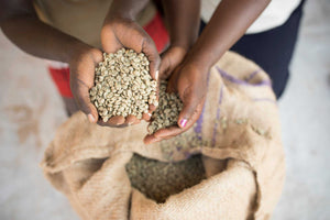 Uganda Mountain Harvest