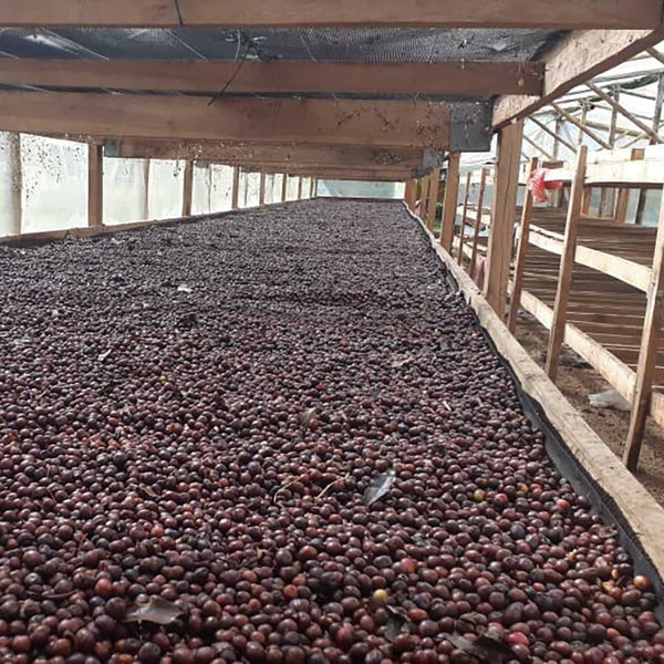 Colombia Finca la Paz | Press Coffee Roasters